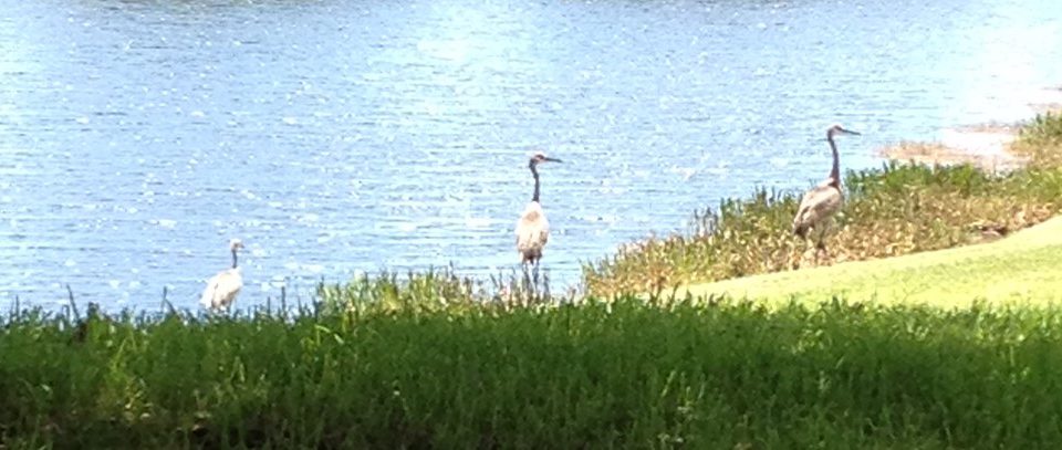 Sandhill cranes